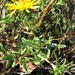 Grindelia stricta angustifolia - Photo (c) Patrick Hoffman, algunos derechos reservados (CC BY-NC), subido por Patrick Hoffman