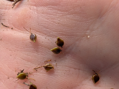 Bolboschoenus caldwellii, photograph 6