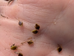 Bolboschoenus caldwellii, photograph (c) Jeff Harbrow, some rights reserved (CC BY)