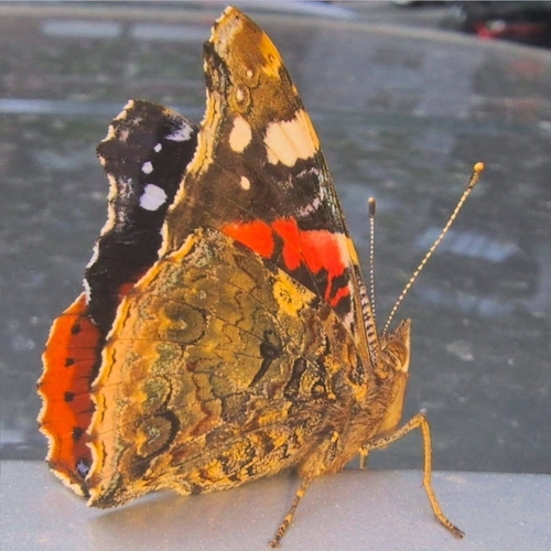 Red Admiral