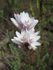 Ixia flexuosa