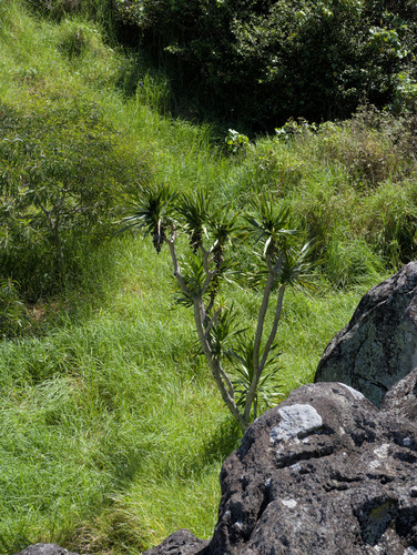 Dracaena konaensis observed 2026-06-15