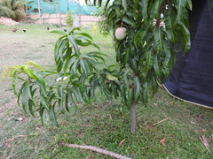 Mangifera indica