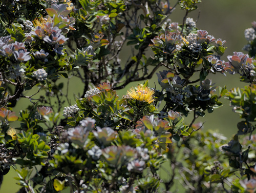 Metrosideros polymorpha observed 2026-06-15