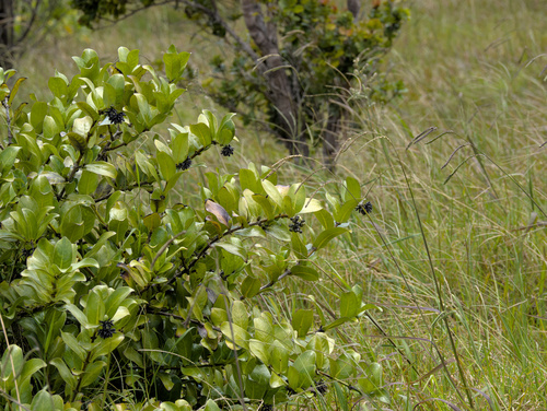 Kadua affinis observed 2026-06-15