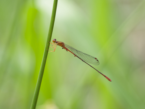 Megalagrion calliphya, 2026-06-15