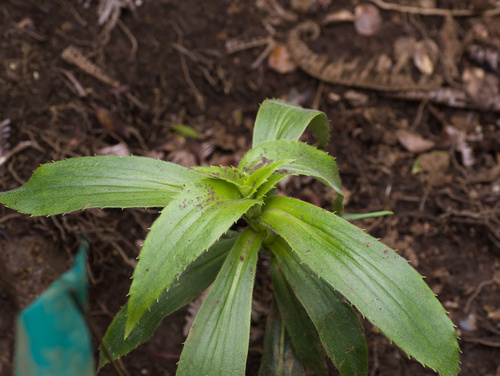 Dubautia plantaginea observed 2026-06-15