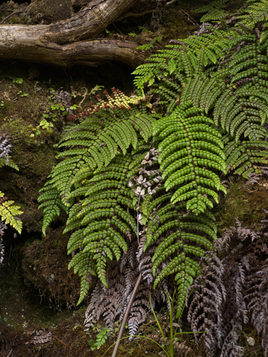 Sadleria squarrosa observed 2026-06-15