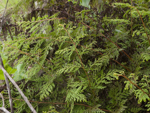 Odontosoria chinensis observed 2026-06-15