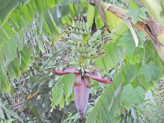 Musa × paradisiaca