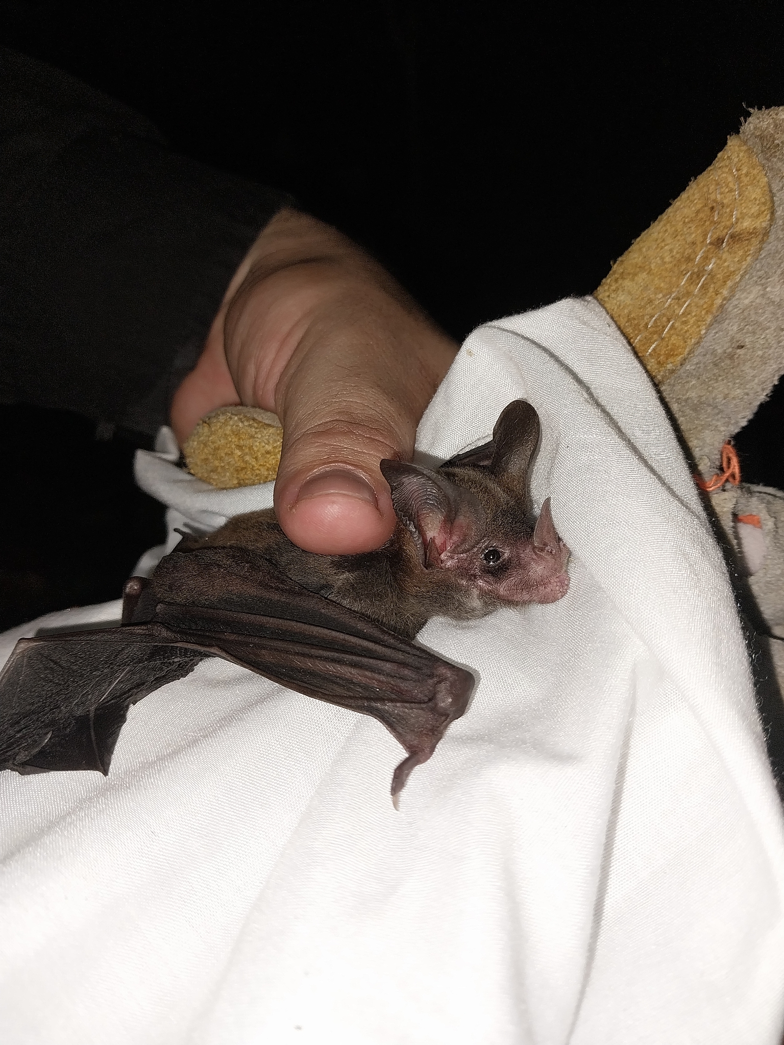 Northern Stripe-Headed Round-Eared Bat photo 2