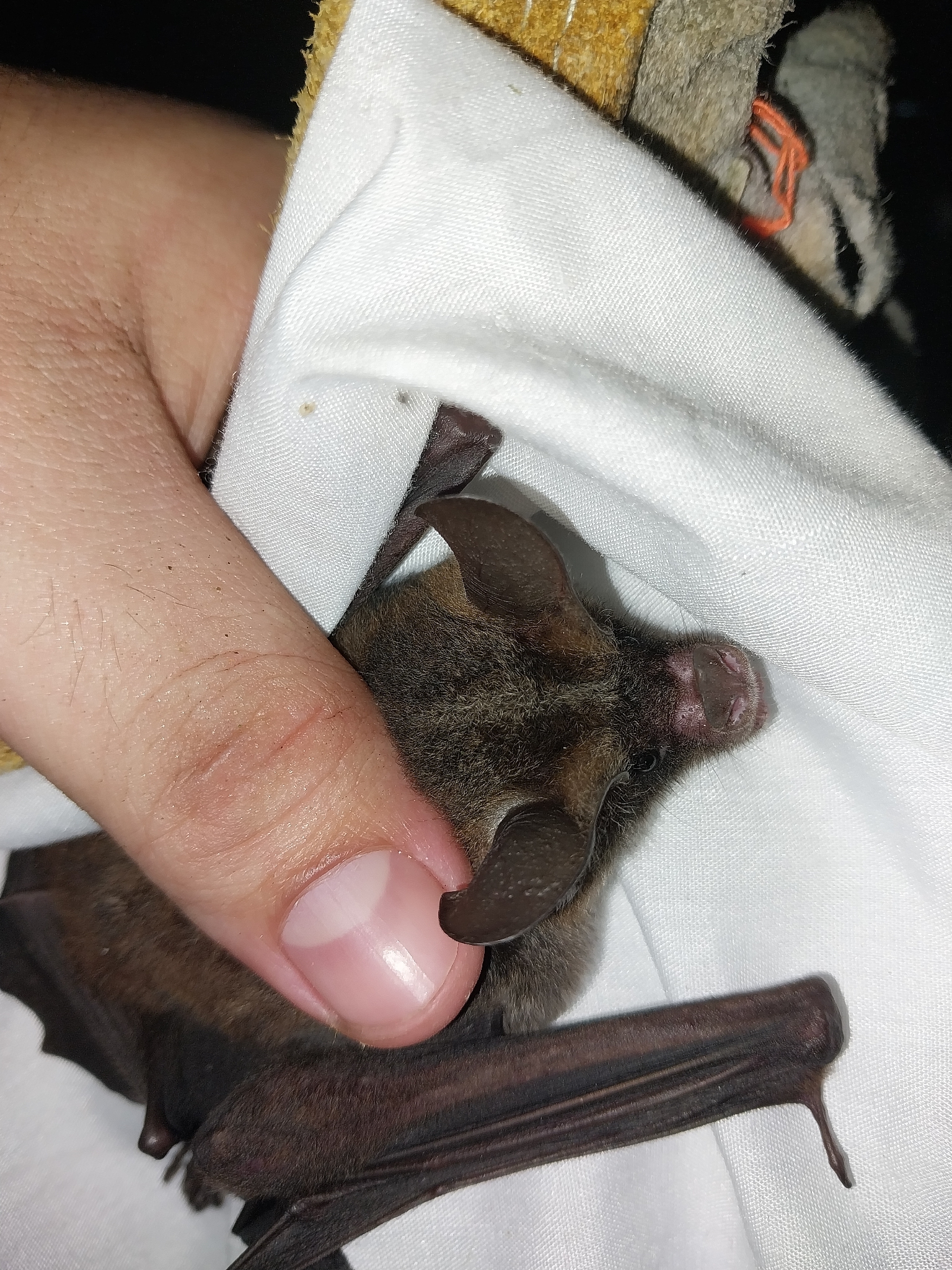 Northern Stripe-Headed Round-Eared Bat photo 3