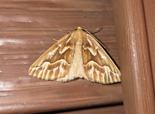 Northern Pine Looper Moth