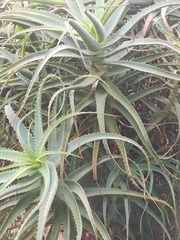 Aloe arborescens × ferox
