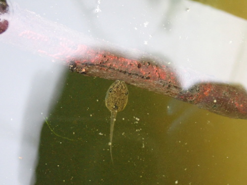 Eastern Japanese Tree Frog