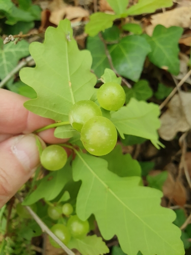Common Spangle Gall Wasp
