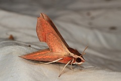 Hippotion boerhaviae