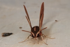 Hippotion boerhaviae