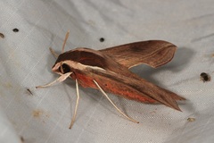 Hippotion boerhaviae