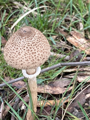 Graceful Parasol