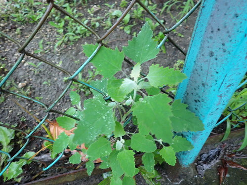 Common Lambsquarters