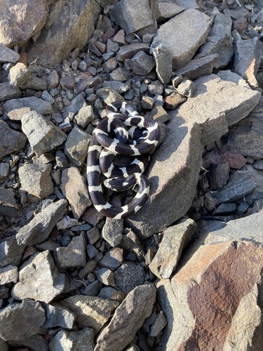 iNaturalist observation photo of California King Snake