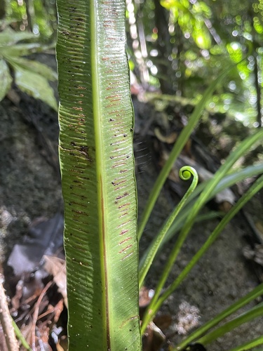 Asplenium simplicifrons observed 2026-06-27