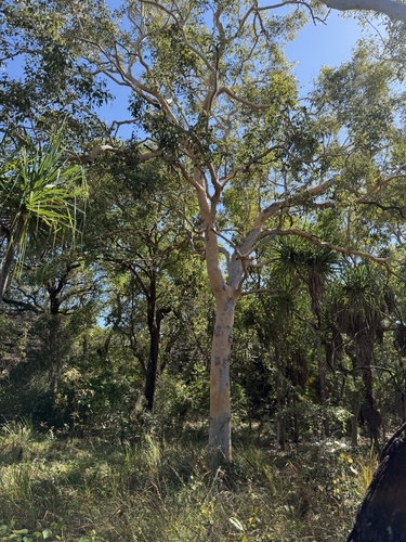 Eucalyptus alba observed 2026-06-24