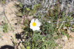 Layia glandulosa
