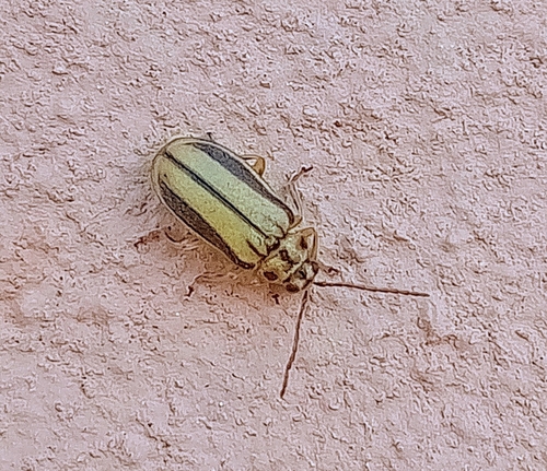 Elm Leaf Beetle