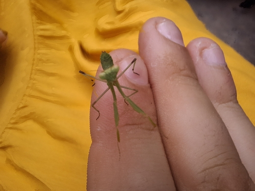 Transcaucasian Giant Mantis