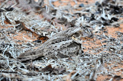Caprimulgus madagascariensis