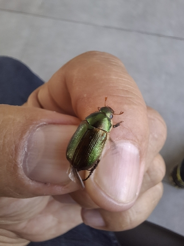 Vine Chafer