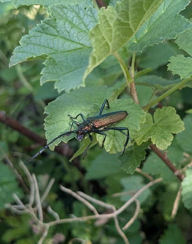 Musk beetle