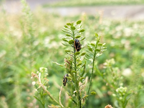 Eurydema gebleri rugosa