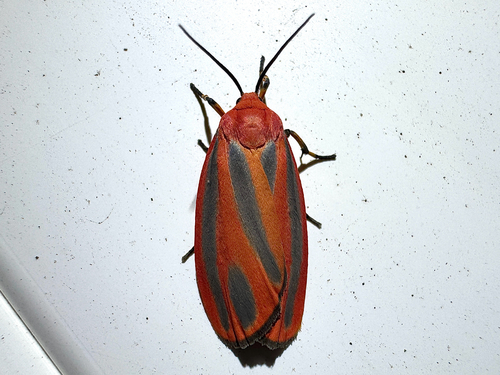 Scarlet-winged Lichen Moth