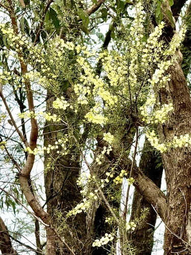 Spreading Wattle
