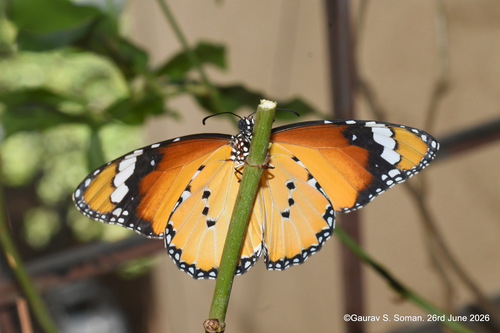 Plain Tiger Butterfly