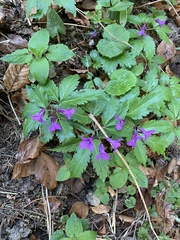 Cardamine glanduligera