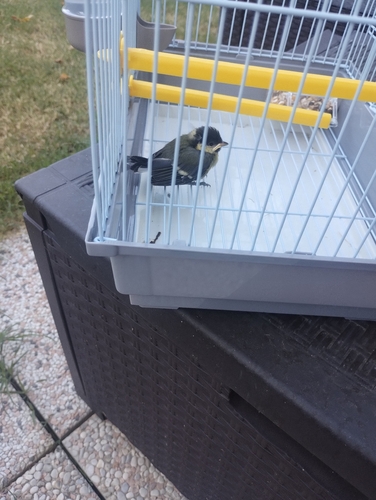 Great Tit