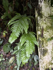 Tectaria phaeocaulis