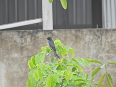 Dicrurus macrocercus