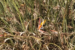 Strelitzia juncea