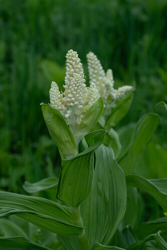 Veratrum stamineum iNat (3)
