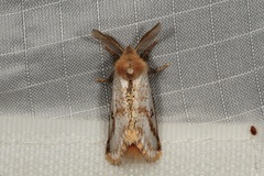 Epicoma derbyana