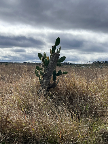 Woollyjoint Pricklypear