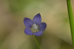 Wahlenbergia violacea, photograph (c) Christopher Stephens, some rights reserved (CC BY-SA)