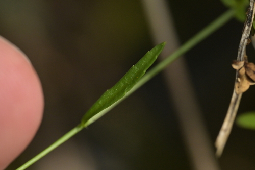 Wahlenbergia violacea, photograph 5