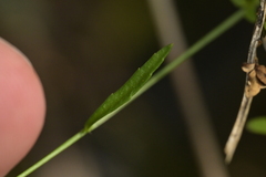 Wahlenbergia violacea, photograph (c) Christopher Stephens, some rights reserved (CC BY-SA)