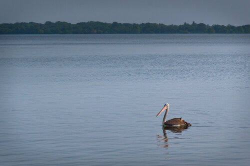 Spot-billed Pelican